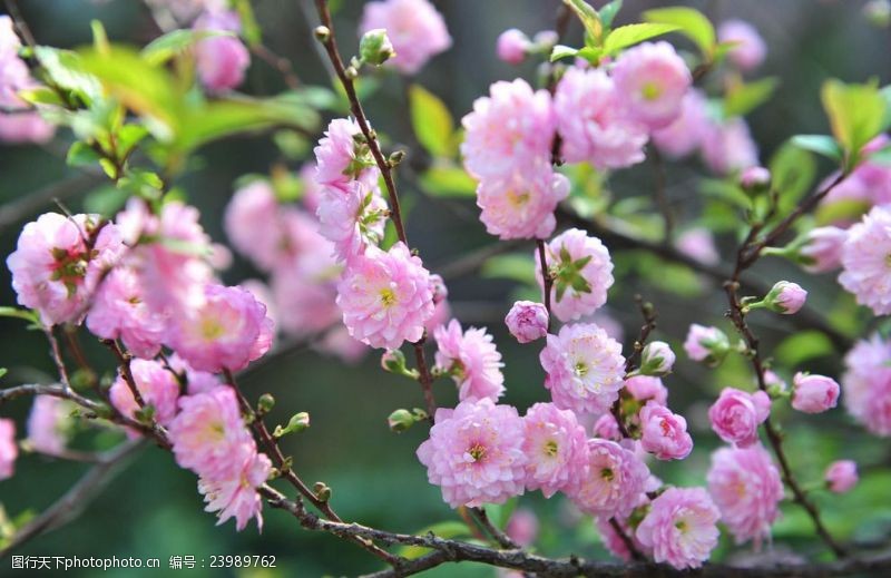 长梗郁李的功效与作用