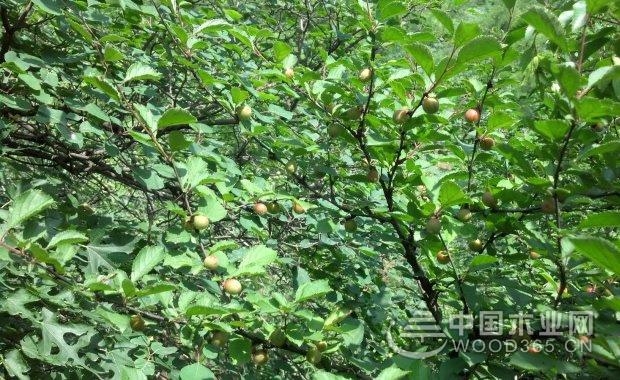 明品生活网：长梗郁李_音名-萼片-雌蕊-维管束